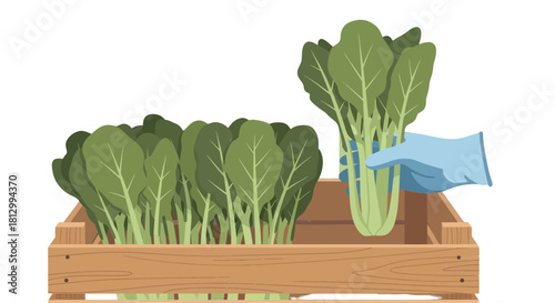 Freshly Harvested Spinach in a Wooden Crate against a Black Backdrop