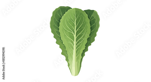 Fresh Lettuce Leaves on Black Background Presenting Healthy Eating and Vegetables
