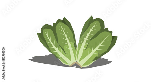 Fresh Lettuce Plant In Minimalistic Style With Black Background and Shadow