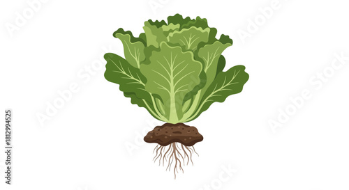 Fresh Lettuce Plant With Roots and Soil on a Black Background Illustration