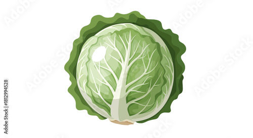 Freshly Picked Cabbage Isolated Against a Black Backdrop Illustration Vector