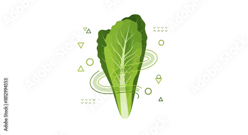 Fresh Lettuce Rendered With Vector Elements On A Striking Black Background
