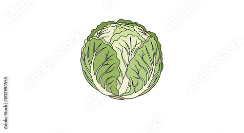Freshly Picked Cabbage Isolated Against Black with Distinctive Green and White Veins