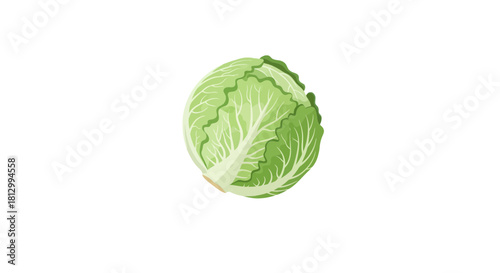 Freshly Picked Cabbage Isolated on a Dark Background Showing Its Natural Beauty