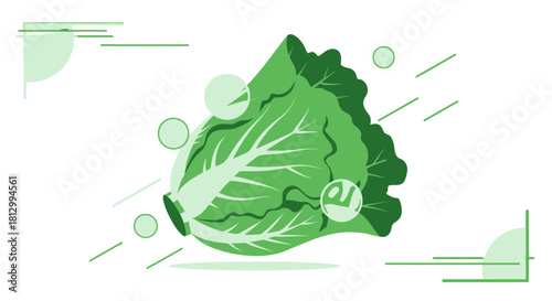Fresh Lettuce Rendered With Vector Graphics and Minimalist Aesthetic Design Concept