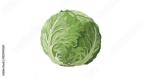 Freshly Picked Cabbage Isolated on Black Backdrop for Culinary and Healthy Concepts