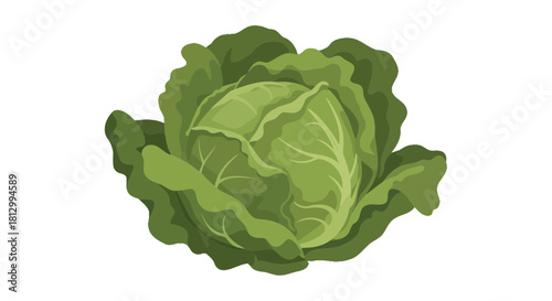 Freshly Picked Cabbage Isolated on Black Background for Healthy Eating Concepts