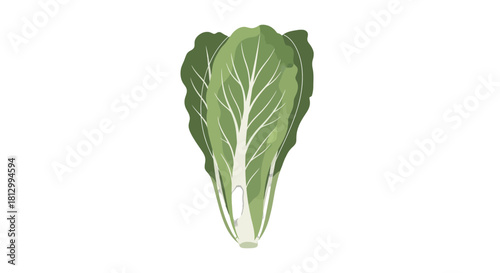 Fresh Lettuce Vegetable Isolated Against a Black Background, Healthy Eating Concept