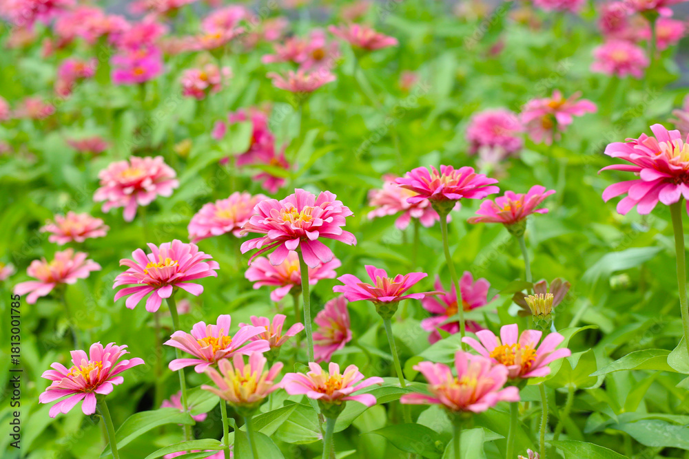 Obraz premium Bright pink zinnia flowers blooming in a garden