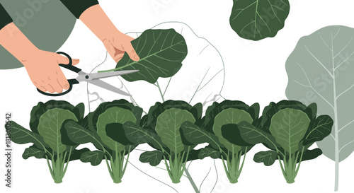 Harvesting Leaves: Gardener Snipping Fresh Greens With Scissors On A Deep Backdrop