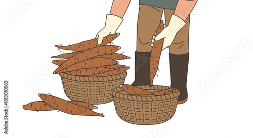 Harvesting Yuca Roots In Wicker Baskets Depicting Agriculture And Food Supply