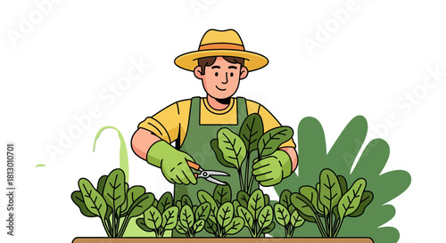 Gardener Picking Spinach In Garden With Scissors And Yellow Hat On Black Background