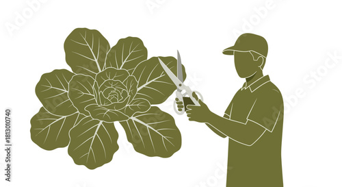 Gardener Trimming Giant Cabbage with Scissors Against Black Background