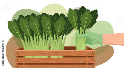 Healthy Bok Choy Harvested From Wooden Crate Representing Freshness and Agricultural Prowess