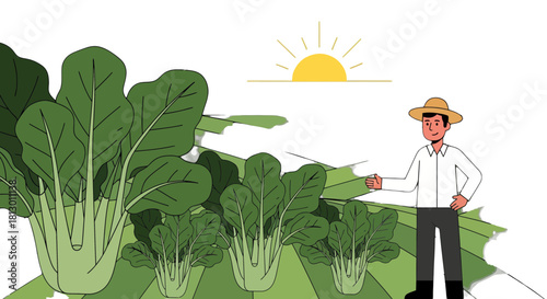 Healthy Farmer Harvesting Bok Choy Vegetables At Field During Bright Sunrise Illustration