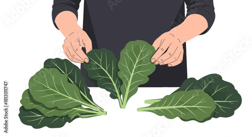 Hands Presenting Freshly Harvested Collard Greens on a Plain Black Backdrop