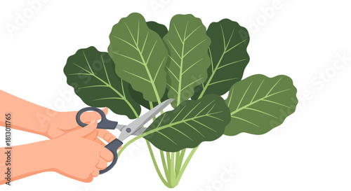 Hands Trimming Fresh Green Plant Leaves with Scissors Against Dark Background Illustration