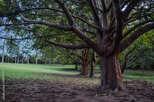 Tree Trunk and Branch Patterns – Organic Bark Texture in Lush Green Forest
