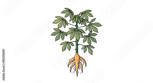 Illustration Of A Cassava Plant Showing Roots And Leaves Isolated On Dark Backdrop