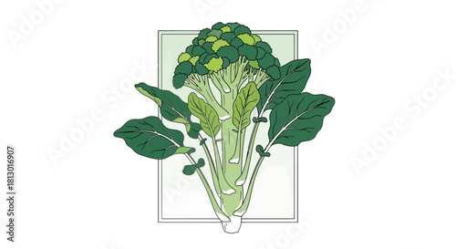 Illustration Of A Fresh Broccoli Plant With Big Leaves And Healthy Buds In A Frame
