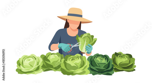 Illustration Of A Farmworker Harvesting Cabbages In A Garden Setting
