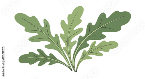 Illustration Of Arugula Plants With Green Leaves Isolated Against A Black Background