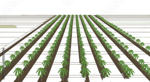 Isometric Presentation of a Cannabis Cultivation Field Viewed From an Angle, Black Background