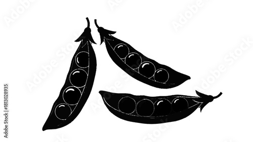 Vector illustration of black and white illustration of three open pea pods showing round green vegetable seeds inside, isolated on transparent background 