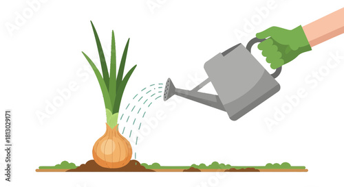 Onion Being Watered As It Grows Within a Garden in a Dark and Simple Environment