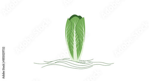 Minimalist Bok Choy Illustration Against a Black Backdrop, Artistic Depiction Vegetable