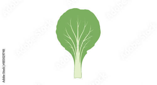 Minimalist Bok Choy Illustration Against a Black Background for Fresh Organic Concepts
