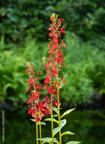 Close Up of a Cardinal Flower in Full Bloom