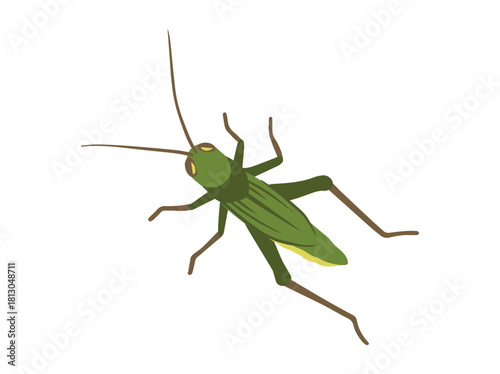 Hand Drawn Grasshopper Animal Illustration
