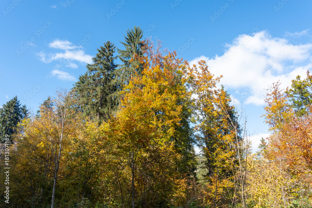 Naklejka premium A forest with trees in various stages of autumn