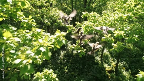 Flock of Birds Soaring Through Lush Green Forest Canopy