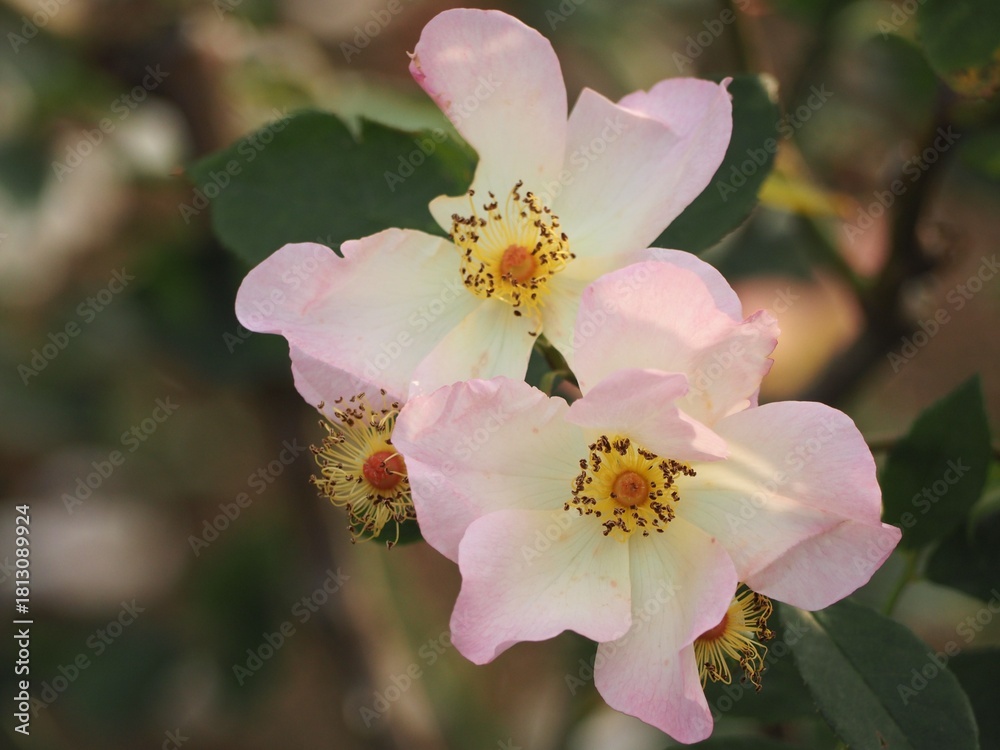 Obraz premium ピンクのバラ アレキサンドラローズ