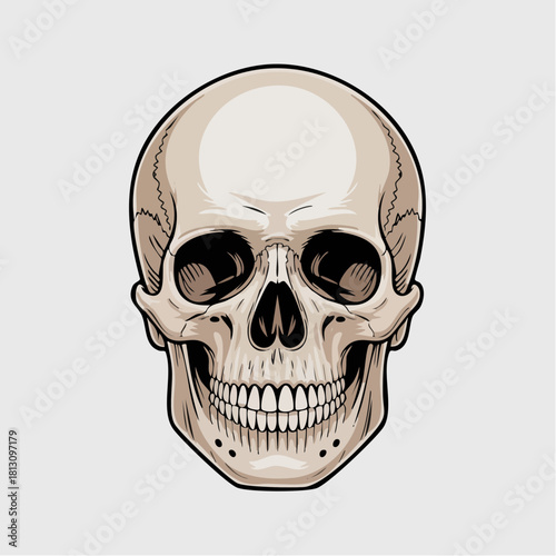 Human Skull Anatomy Illustration with Highlighted Areas.