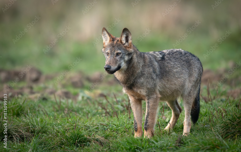 Fototapeta premium Grey wolf ( Canis lupus ) close up