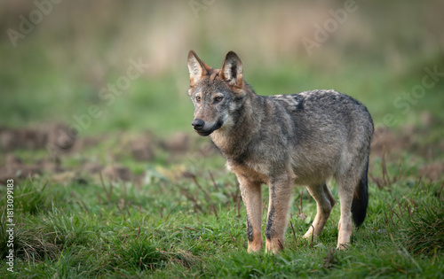 Fototapeta Naklejka Na Ścianę i Meble -  Grey wolf ( Canis lupus ) close up