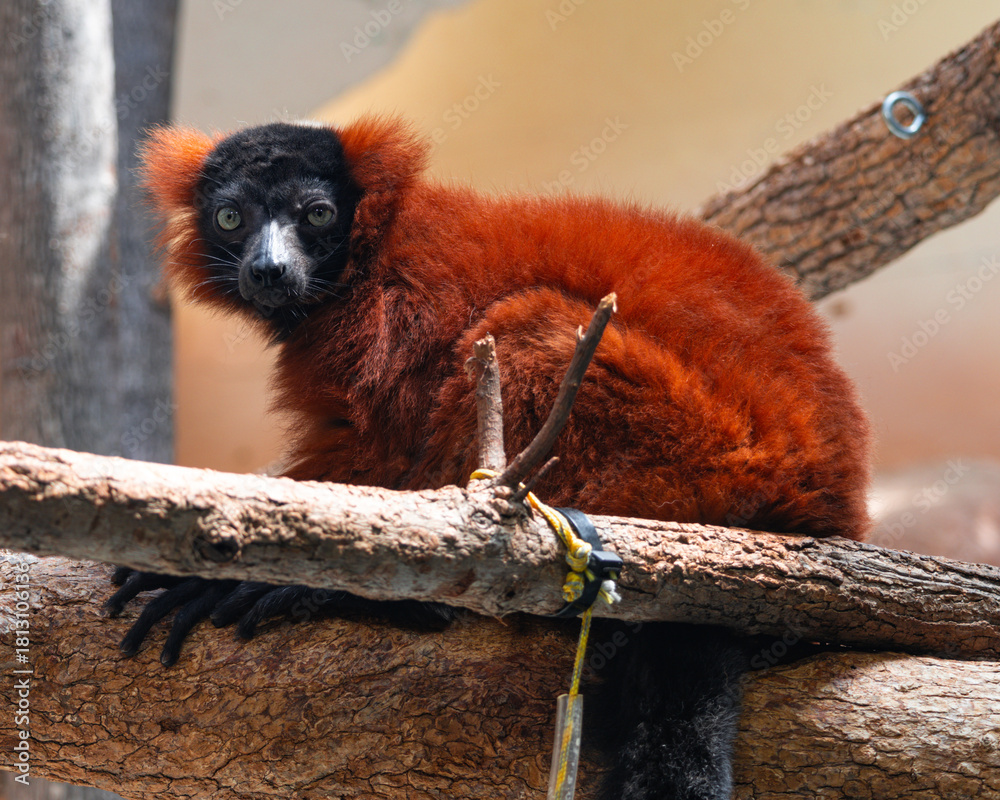 Obraz premium red and white lemur