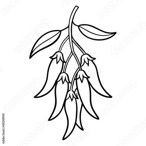 Line art drawing of hanging pepper pods with leaves illustration
