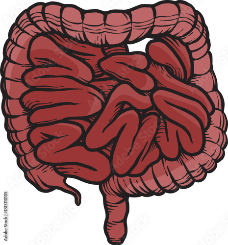 Human Intestine Detailed Vector Illustration