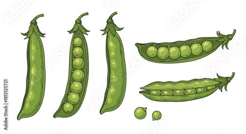 Detailed illustrations of various green pea pods, some closed, some open with visible peas, and a few individual peas.