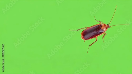 brown cockroach on isolated transparent green screen backgrounds 