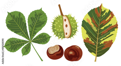 An illustration showcasing the various elements of a horse chestnut tree, including its palmate leaf, spiky green fruit, two brown nuts, and a variegated leaf.