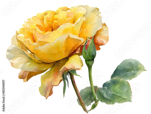 Watercolor Yellow Rose Flower Blossom with Green Stem and Bud on Transparent Background Artistic Floral Illustration Detailed Close Up Botanical Fresh Spring, PNG