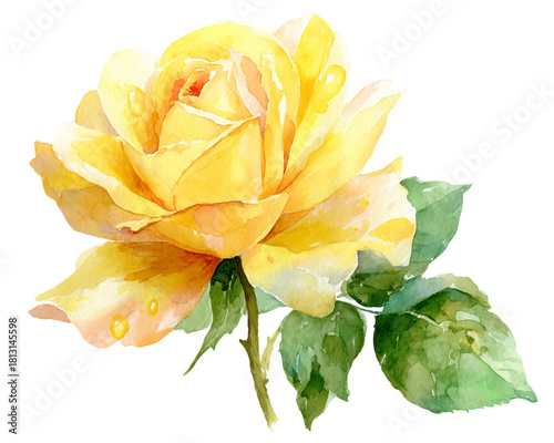 Watercolor Yellow Rose with Green Leaves on Transparent Background, PNG
