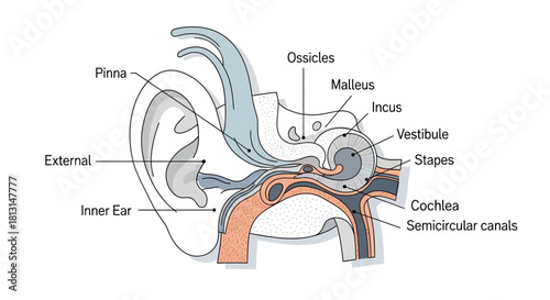 Detailed Anatomical Diagram of the Human Ear Illustrating External, Middle, and Inner Structures for Comprehensive Educational and Medical Understanding