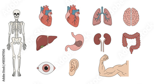 Comprehensive vector illustration set of human anatomy, showcasing the skeletal system and major internal organs for medical and educational concepts
