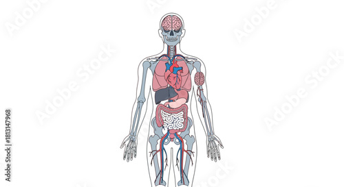 Comprehensive view of human anatomy featuring the skeleton, circulatory system, and internal organs like the heart and brain